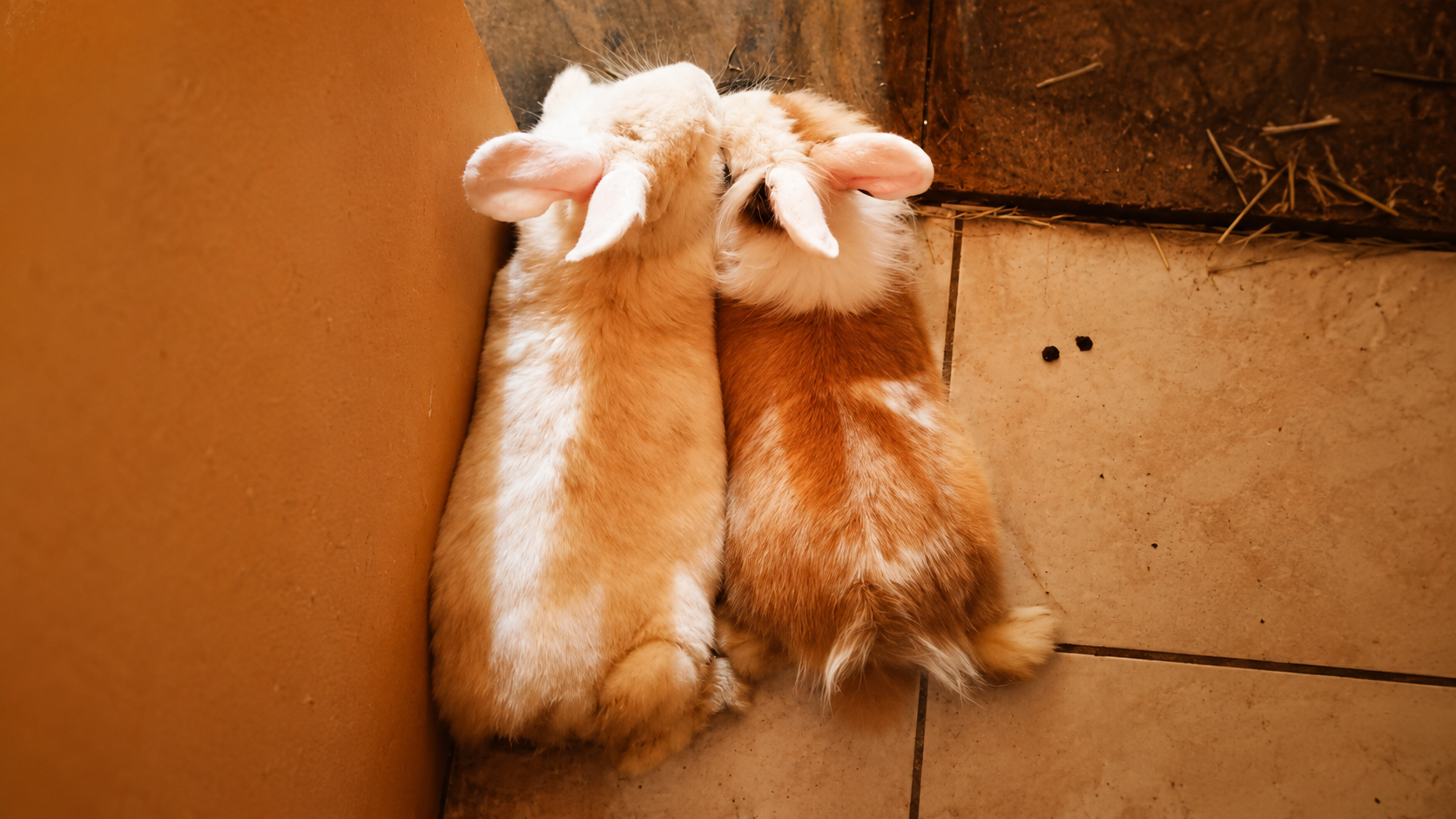 Hola, somos Trevor y Chester 🐰